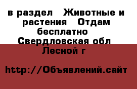  в раздел : Животные и растения » Отдам бесплатно . Свердловская обл.,Лесной г.